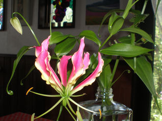 新メニュー （あんみつ）