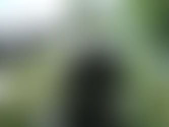 移り替わる花たち