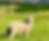 Whole Lamb