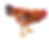 Red Rooster