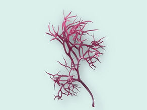 Alga Roja