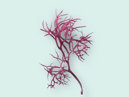 Alga Roja