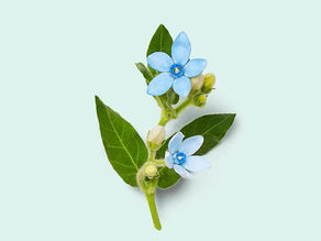 Aceite de semilla de lino