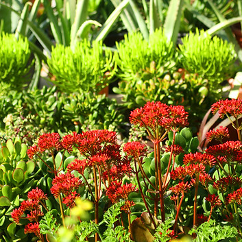 Lush Plants