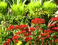Lush Plants