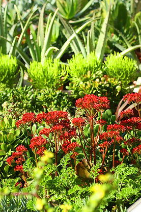 Nashville gardening societies, Nashville plant society and gardening information in Tennessee. Gardening advice in Middle TN. Non profit plant societies in Tennessee.