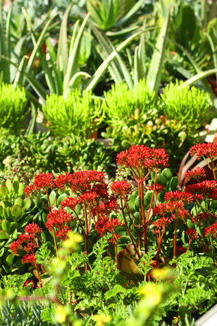 Garden magic