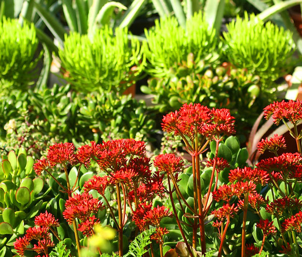 Lush Succulent Garden