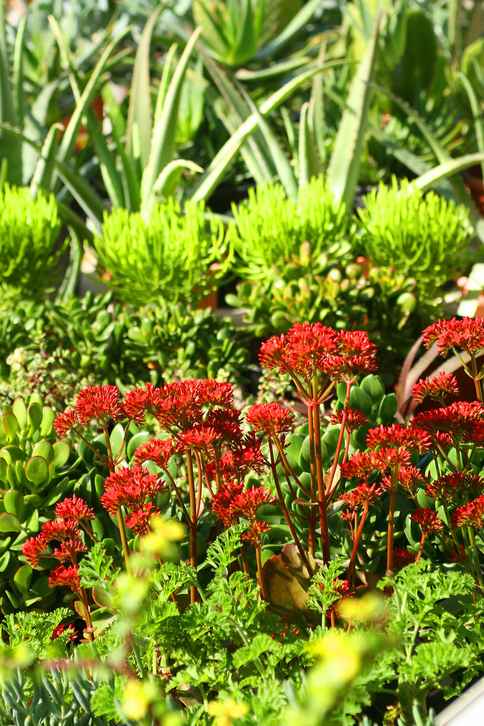 Lush Succulent Garden