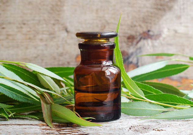Pharmacy bottle with willow bark extract (tincture, infusion). Willow leaves close up. Old