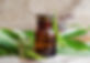 Pharmacy bottle with willow bark extract (tincture, infusion). Willow leaves close up. Old
