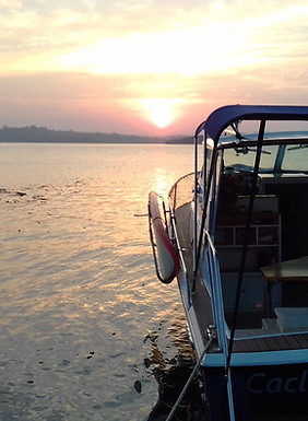 Vivant sp Por do sol.jpg