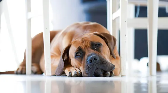 bach remedies for dogs