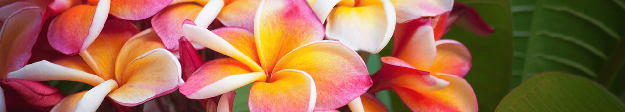 Untitled design (12).png