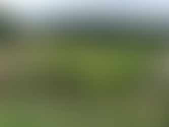 🌿 Portrait de Partenaire : Bleuenn, la poésie florale au cœur du Morbihan