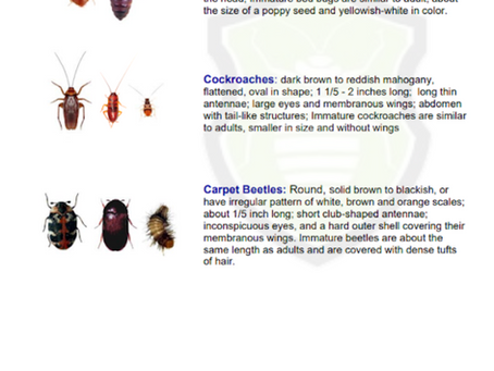 It is a Bed Bug, Cockroach or Carpet Beetle?