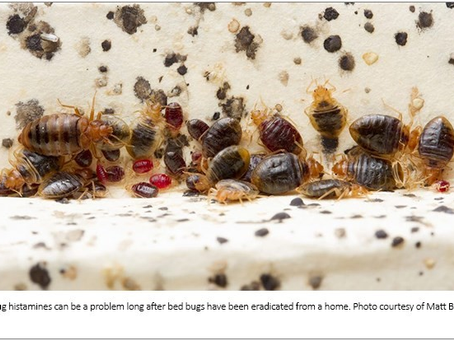 Bed Bug Histamines: A New Indoor Allergen?