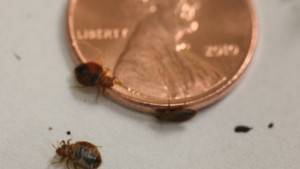 Bed Bugs and High Risk Careers