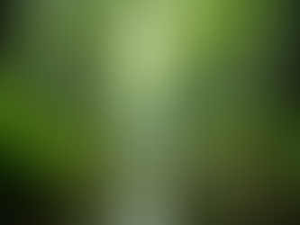 The Benefits of Cedar Swamp Cultivation for Medical Marijuana