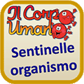 Sentinelle organismo.gif