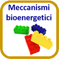 Meccanismi bioenergetici.gif