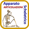 AppSch articolazioni.gif