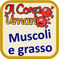 Muscoli e grasso.gif