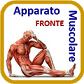 AppMusc Fronte.gif