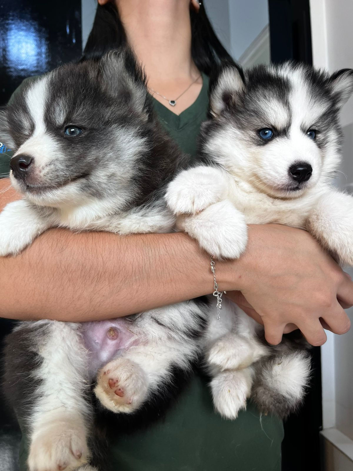 Filhotes de Husky Siberiano