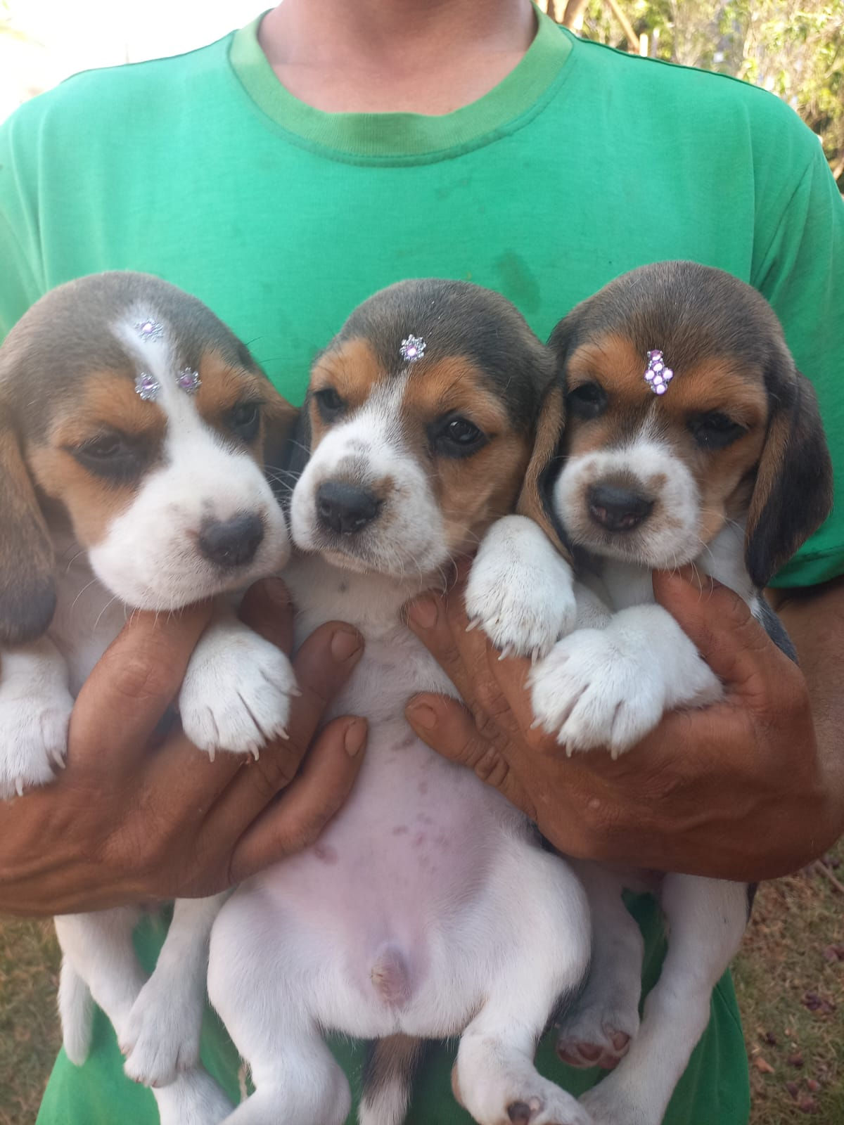 Filhotes de Beagle