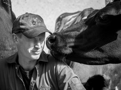 a man and his cow