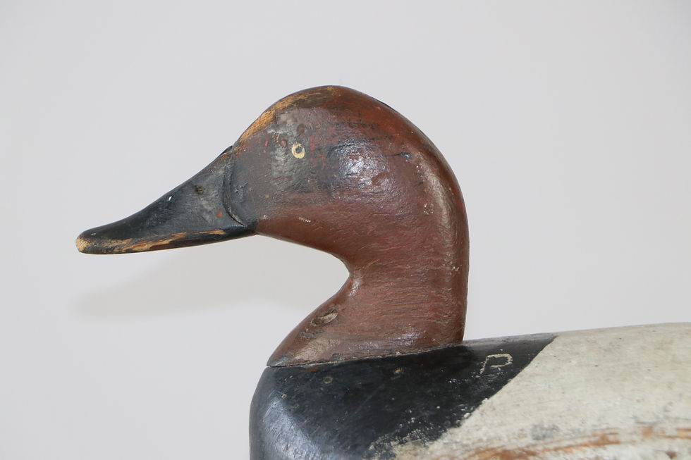 Thumbnail: Canvasback Drake  James Holly  Havre de Grace, Md