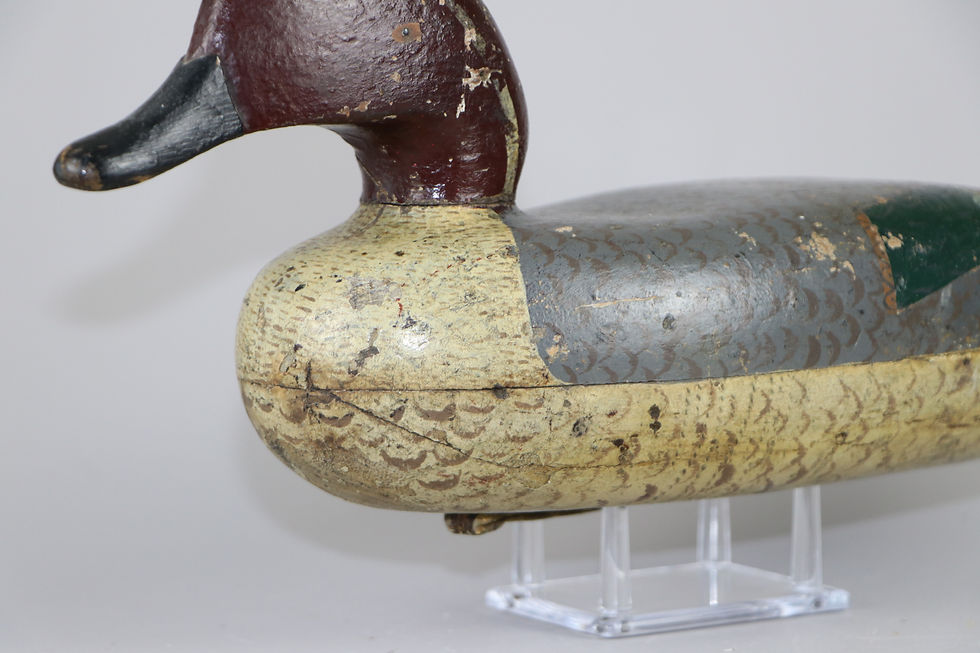 Thumbnail: Pintail Drake  Blair School  Philadelphia Pa