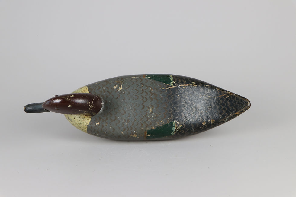 Thumbnail: Pintail Drake  Blair School  Philadelphia Pa