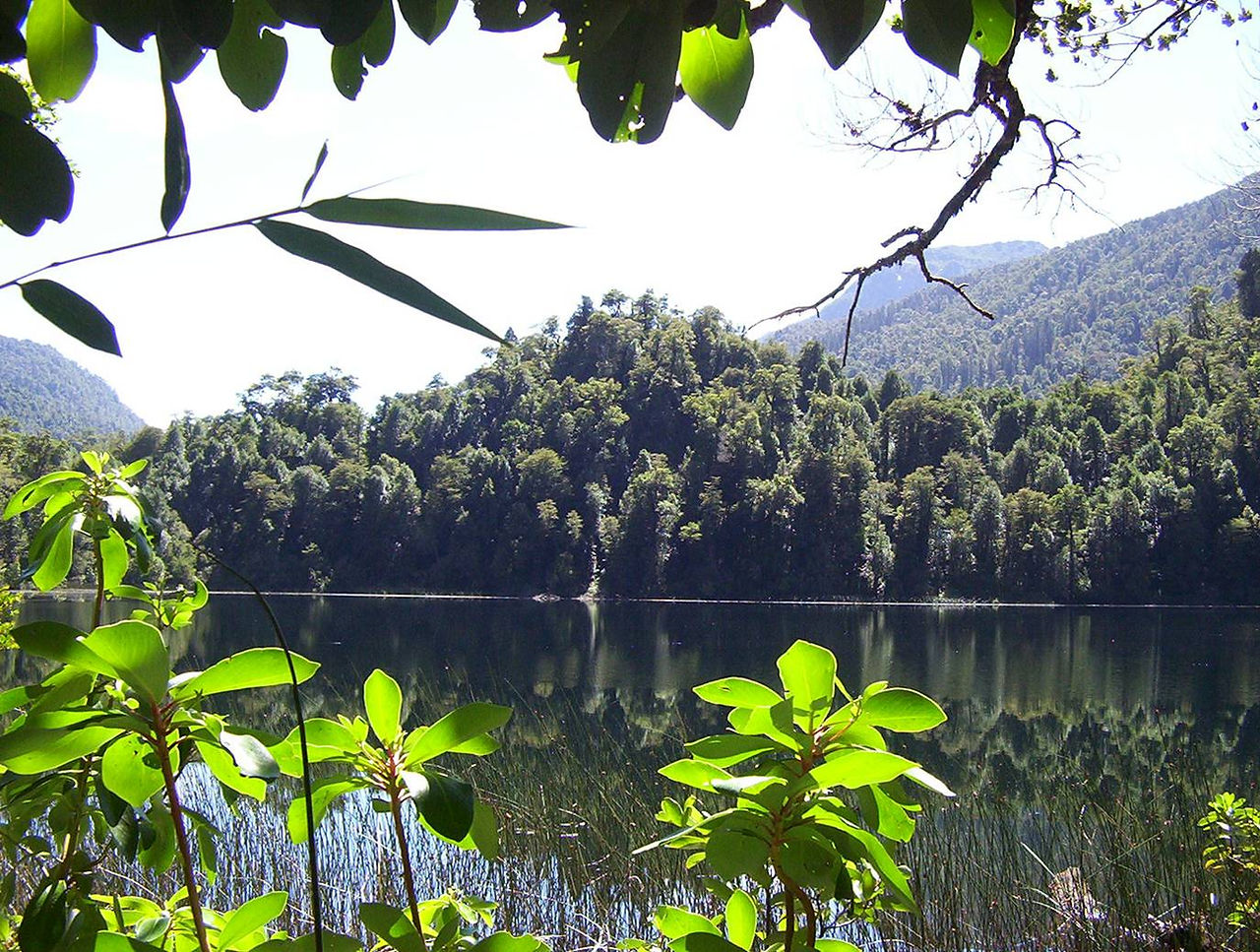 Alerce Andino