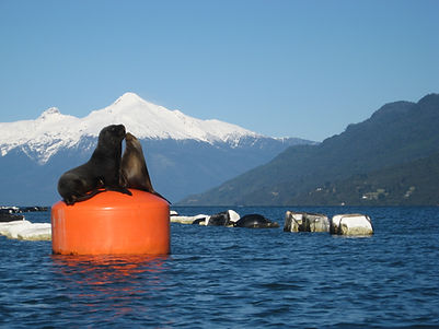 Kayak fjord Reloncavi Adventure Tourism Patagonia Chile
