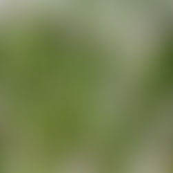 LE TEMPS DES CORNICHONS