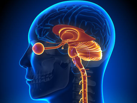 NEURONS – VỀ NƠ-RON