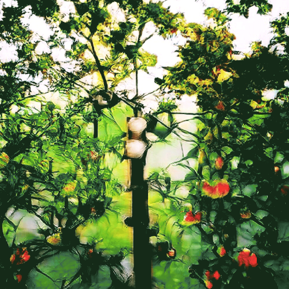 AppleTreeHands*