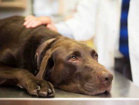 Cannabis Medicinal na Cinomose Canina: Terapia complementar e seu papel na recuperação