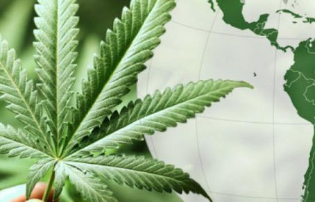 CANNABIS MEDICINAL, o renascer de uma medicina milenar.