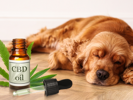 Cannabis Medicinal no Controle da Dor Veterinária: Avanços e Perspectivas