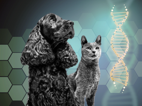 Quimioterapia em Cães e Gatos: Entendendo o Tratamento