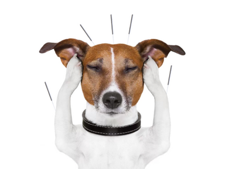 Acupuntura e Cannabis na Veterinária: Uma Abordagem Complementar e Promissora