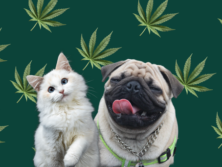 A CANNABIS NO MUNDO PET
