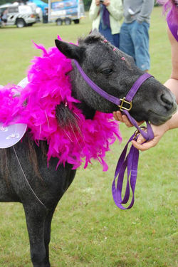 995728_404235309680792_364593184_n