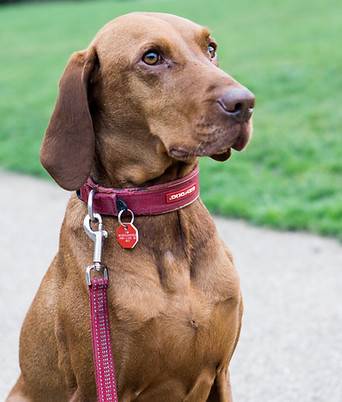 Bruno - Ask The Boss office mascot