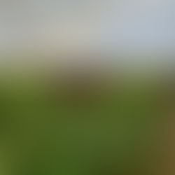 藤崎ひまわり回廊