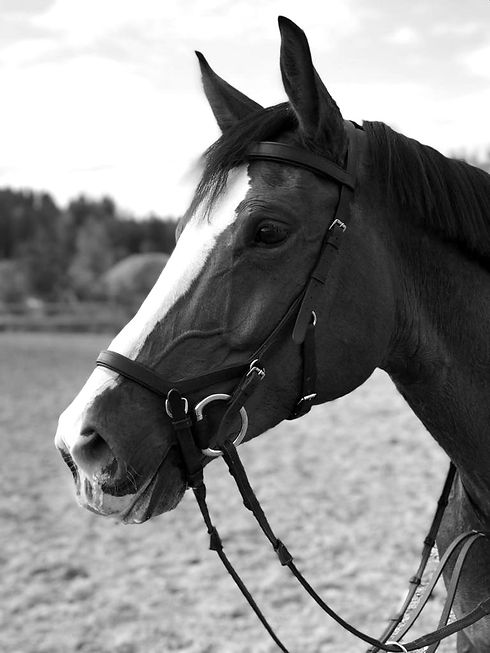 Hevonen