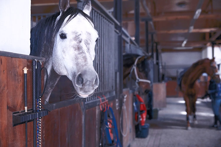 White Horse_edited.jpg